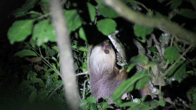 La Fortuna Night Walk in a High Biodiversity Rainforest