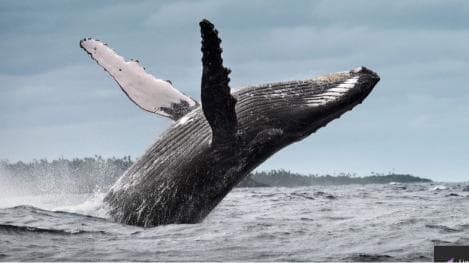 Whale Watching + Cayo Levantado