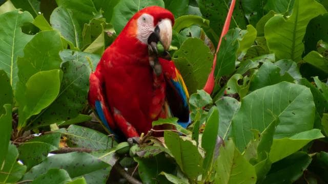 Sierpe: Jungle Wild Cruiser and Mangrove Forest Tour