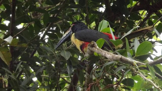 Bijagua: Kayak and Tropical Forest Trail Tour