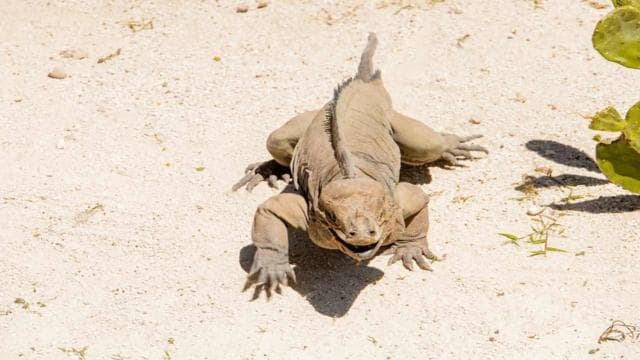 Punta Cana: Iguana Sanctuary, Sailing & BBQ Tour