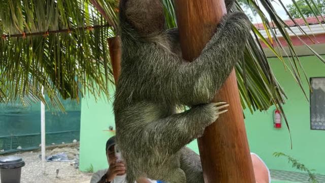 Cahuita national Park+Strand & Maratopia tropical garden