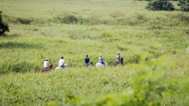 Scenic Horseback Riding Experience