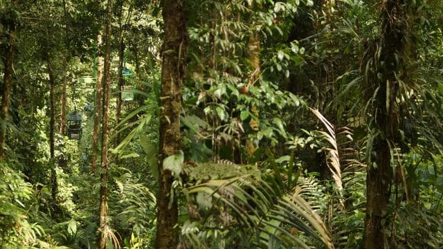 From San Jose: Rainforest Atlantic Aerial Tram Tour
