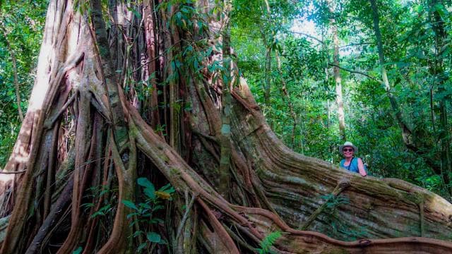 Corcovado National Park: San Pedrillo Station Day Tour