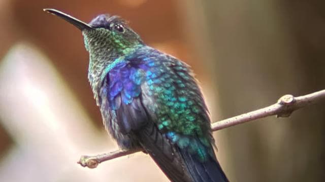 Manuel Antonio National Park: Guided Tour with ENTRANCE INCLUDED