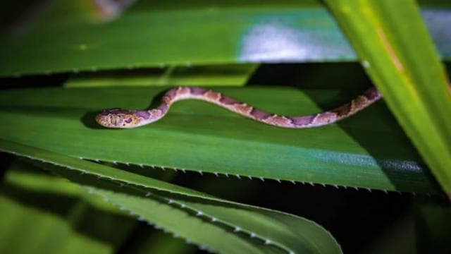 Tortuguero: A night walk through the Tortuguero rainforest
