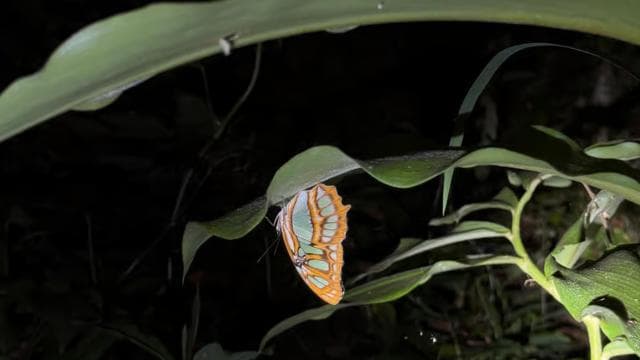 Puerto Jimenez: Nighttime Wildlife Hike with a Local Guide