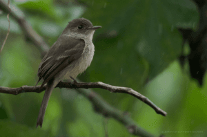 Punta Cana: Bird Watching at Punta Cana Foundation Area