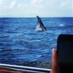 Miches Whales Watching Half Day Experience – Media Luna (Half-Moon).