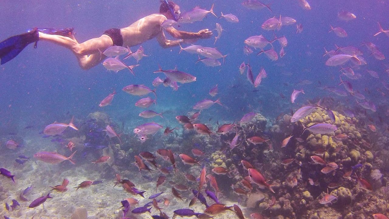 La Romana: Catalina Island Full-Day Snorkeling Tour
