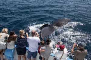 Bayahibe: Private Samaná Whale Watching & Cayo Levantado (Bacardi Island)
