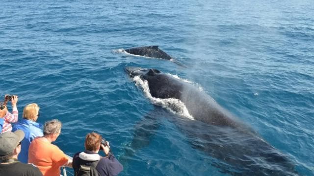 Samana: Whale Watching and Cayo Levantado Full Day Tour