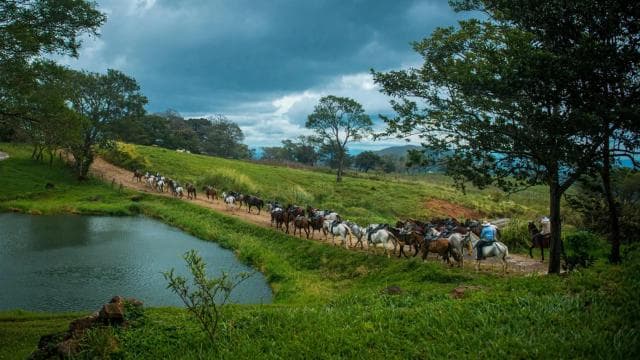 Liberia: Rainforest and Waterfalls Horseriding Tour