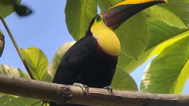Manuel Antonio National Park Guided Hike