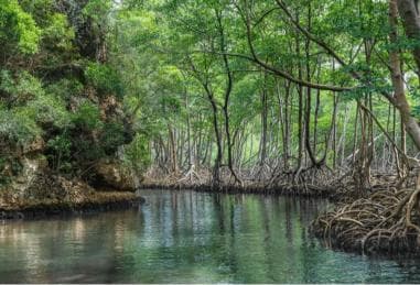 Sabana de la Mar:Los Haitises National Park: Boat Tour and Cave Visit
