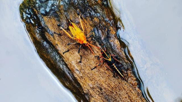 Drake Bay: Wildlife Tour at Night with Naturalist Guide