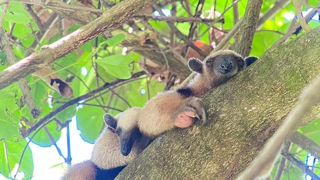 From Puerto Jimenez: Corcovado National Park Full-Day Tour