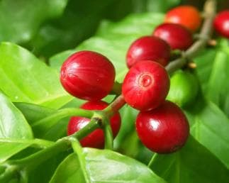 Los Haitises: Cacao & Coffee Rainforest Hike/Boat Tour