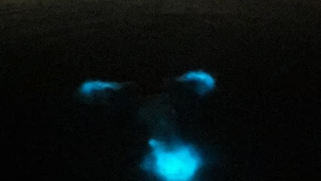 La Parguera: Bioluminescent Bay Boat Tour