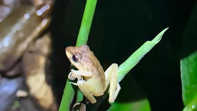 La Fortuna Night Walk in a High Biodiversity Rainforest