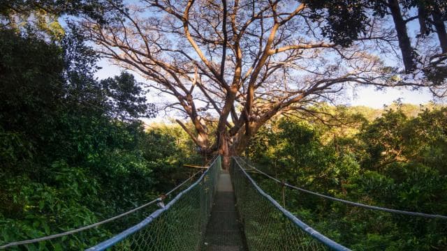 Rincón de la Vieja: Explore the Rainforest Hanging Bridges