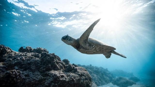 Dive into Paradise: Manzanillo's Dolphin, Snorkel and Lunch