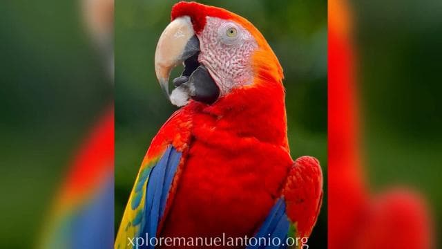 Manuel Antonio: Scarlet Macaw Tour with Professional Photos