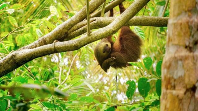 Tortuguero: "Unforgettable" canoe tour in the Tortuguero National Park