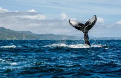 Las Terrenas: Private Whale Watching Half day