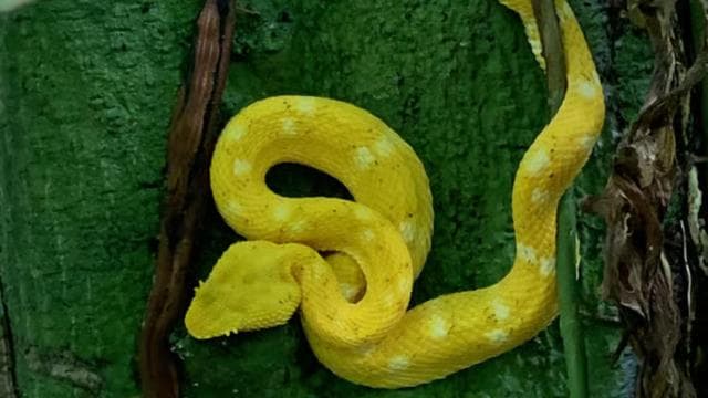 Cahuita National Park+Bribri Chocolate Tour+Waterfalls Tour+Lunch