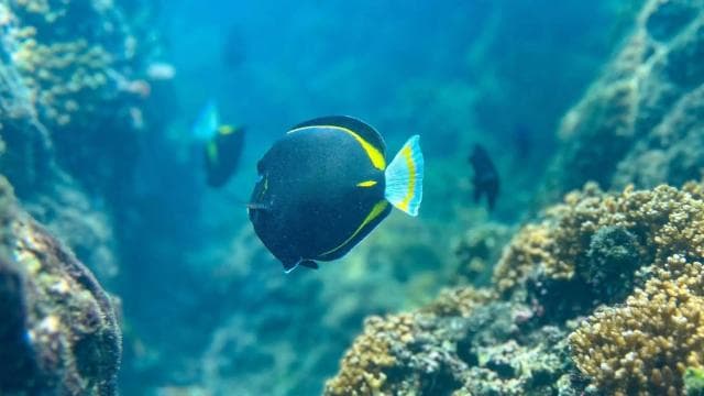 Uvita: Snorkeling at Caño Island - Unforgettable Experience