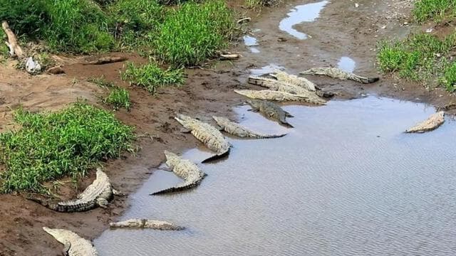 Puntarenas: Wildlife and River Safari Excursion