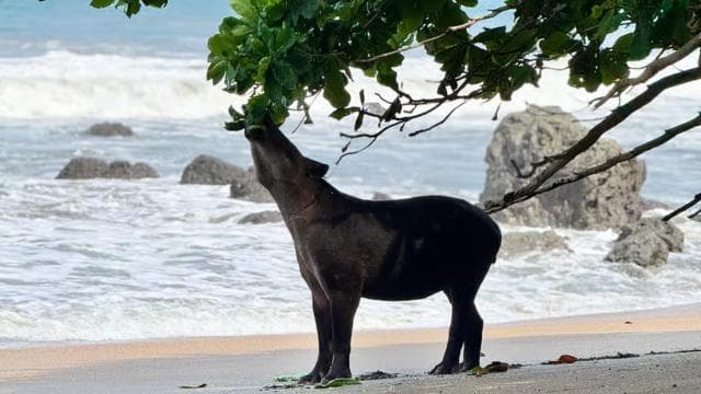 From Uvita: Day Trip to Corcovado National Park by Boat