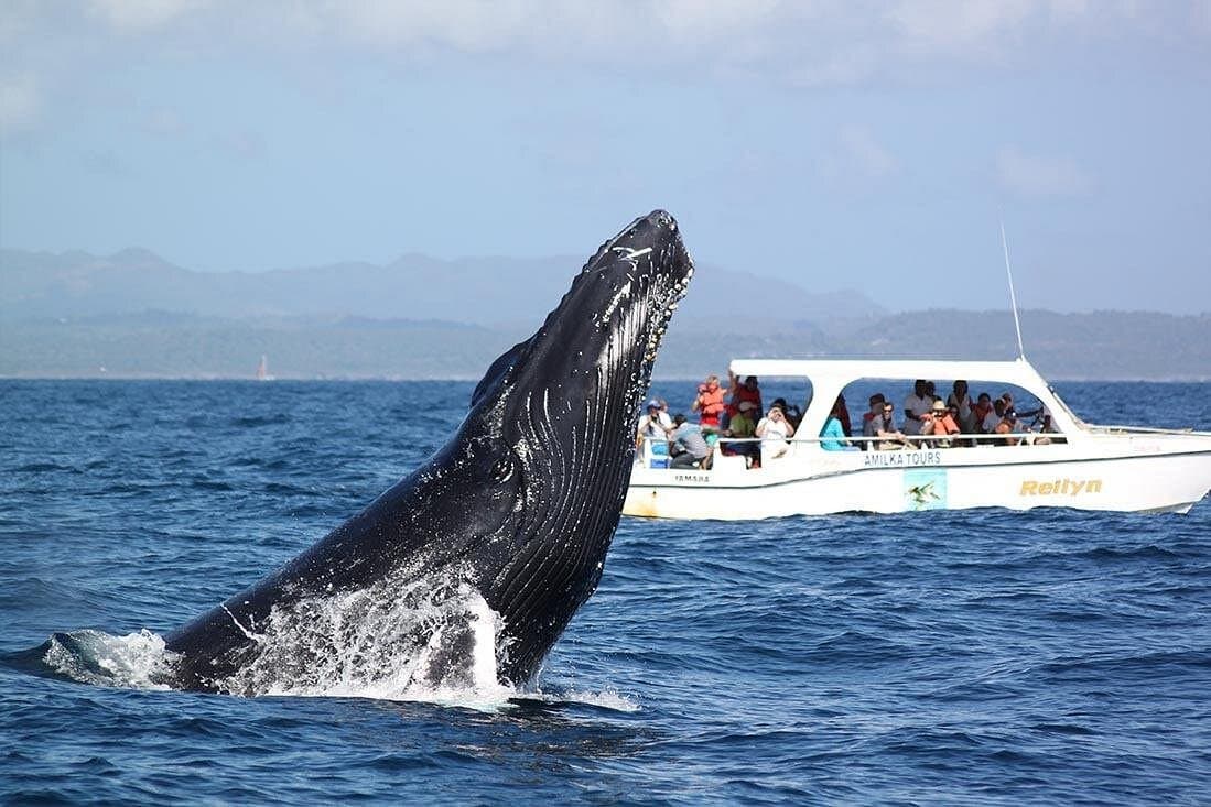 Whale watching + cay raised from Punta Cana