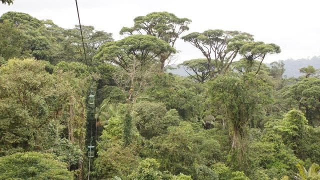 From San Jose: Rainforest Atlantic Aerial Tram Tour