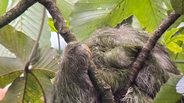 Costa Rica: Sloth Tour at Juan Castro Blanco National Park