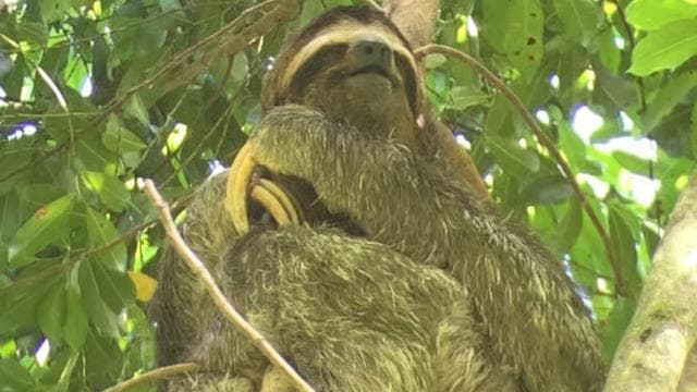 Manuel Antonio National park: All inclusive 8 hours tour