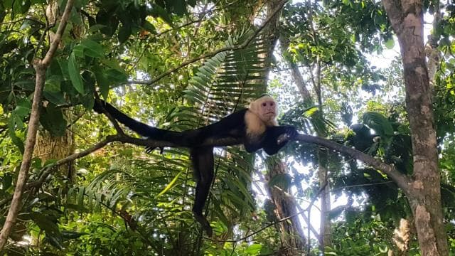 Manuel Antonio National Park Combo Tour from San Jose
