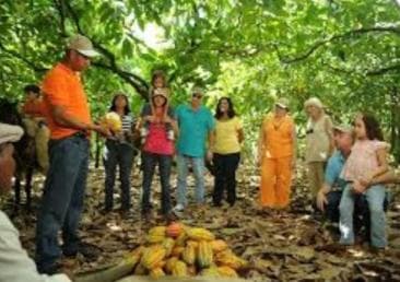 Private: Cacao Plantation Tour with Lunch & Tasting