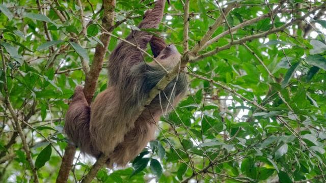 Kayak Tour in La Fortuna: Kayak Safari in Rio Peñas Blancas