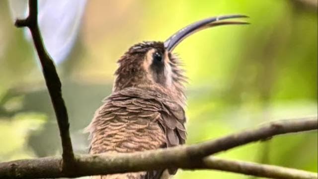 Uvita: Bird Watching Tour