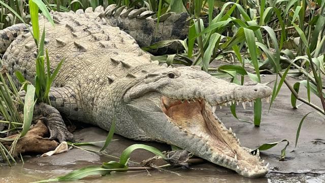 Tarcoles River: Jungle Crocodile Safari & Bird Watching Tour