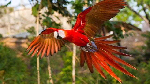 Uvita:Scarlet Macaws in Marino Ballena National Park Parrots