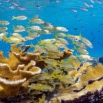 From Punta Cana: ScubaDoo, Snorkel & Glass Bottom Boat Tour