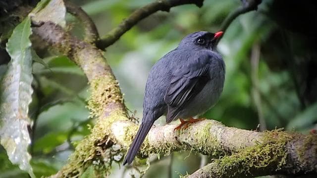 Monteverde: Exploring the Cloud forest