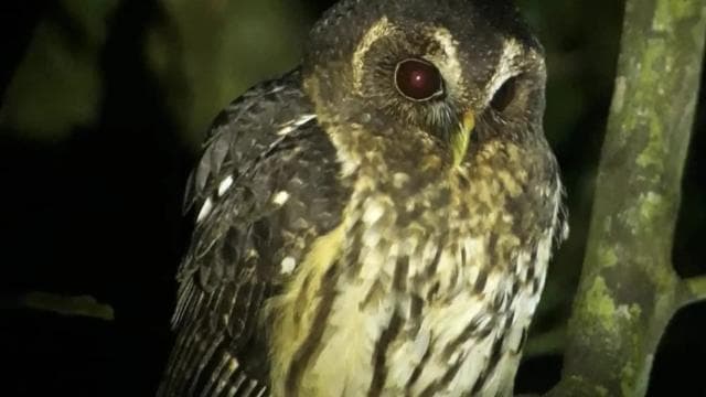 Monteverde: Guided Night Walk In Monteverde