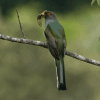 Birding: 4 Days of Bird Watching Dominican Republic