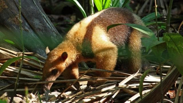 Carara National Park: Guided Walk Carara Costa Rica Nature