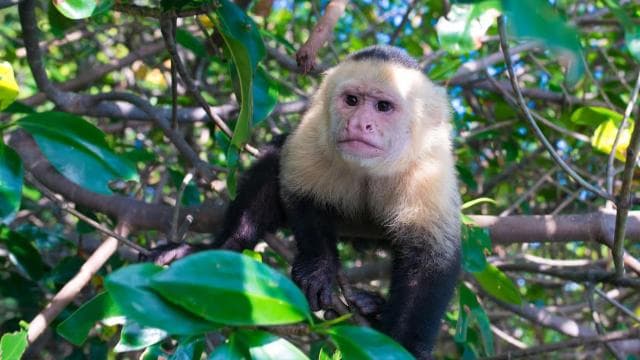 Quepos: Kayak Tour in the Mangroves Near Manuel Antonio Park